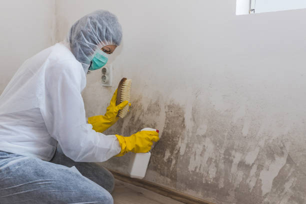 Best Asbestos and Lead Testing During Mold Inspection  in Longview, TX