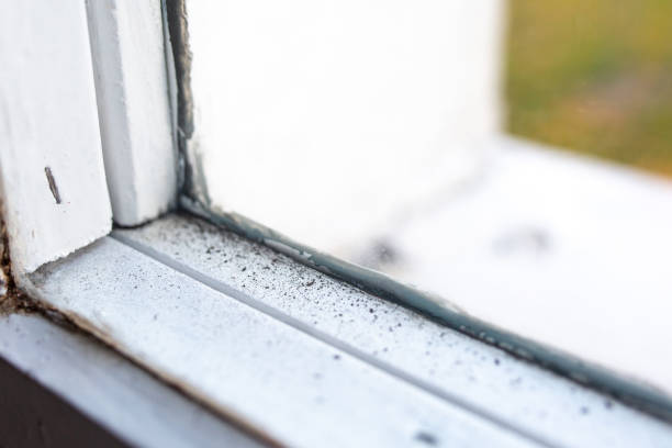 Best Biohazard Mold Removal  in Longview, TX