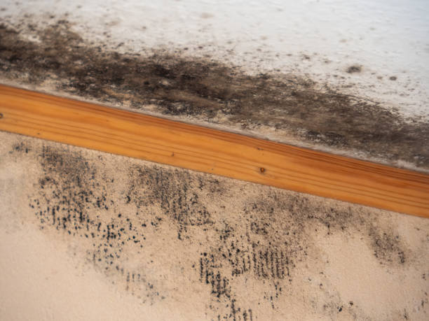 Best Mold Documentation for Insurance Claims  in Longview, TX