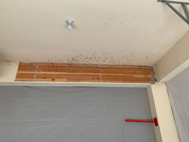 Dehumidification Services in Longview, TX