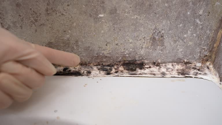 Biohazard Mold Removal in Longview, TX
