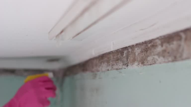 Best Biohazard Mold Removal  in Longview, TX